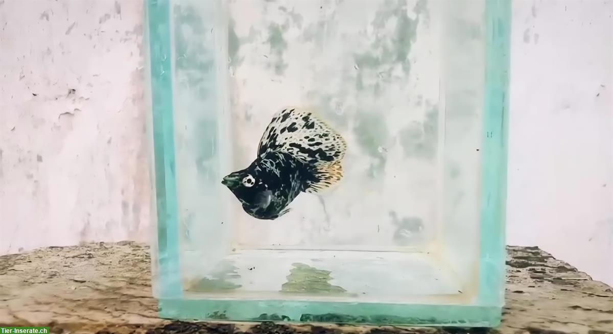 Bild 2: Molly Ballon Segelflosse Zierfische zu verkaufen