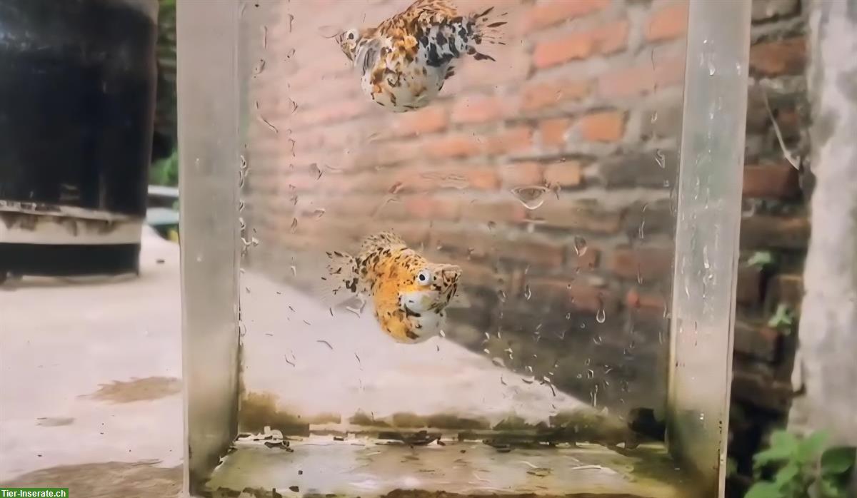 Bild 3: Molly Ballon Segelflosse Zierfische zu verkaufen