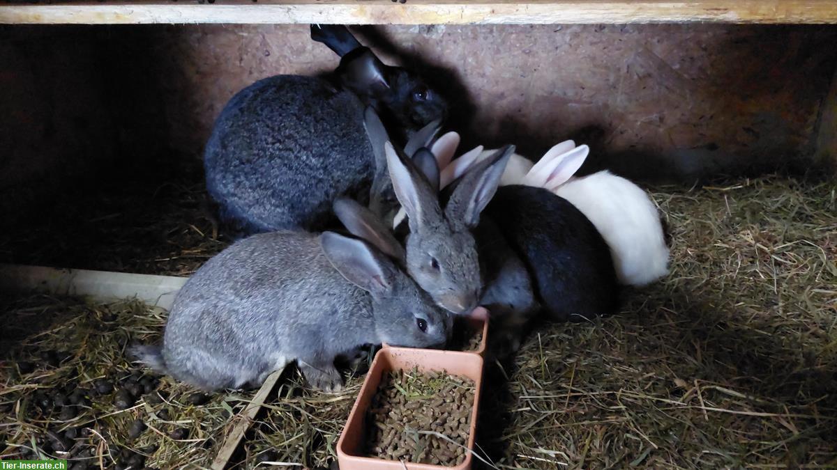 Belgischer Riese Mix Kaninchen, Jungtiere & Mutter