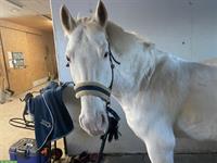 Erfahrene Reitbeteiligung für Freiberger-Wallach, Nähe Lenzburg