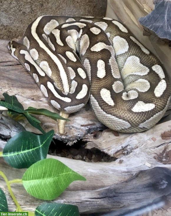 Königspython Weibchen inkl. Terrarium Komplettset