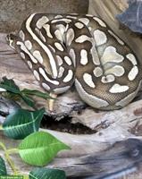 Königspython Weibchen inkl. Terrarium Komplettset