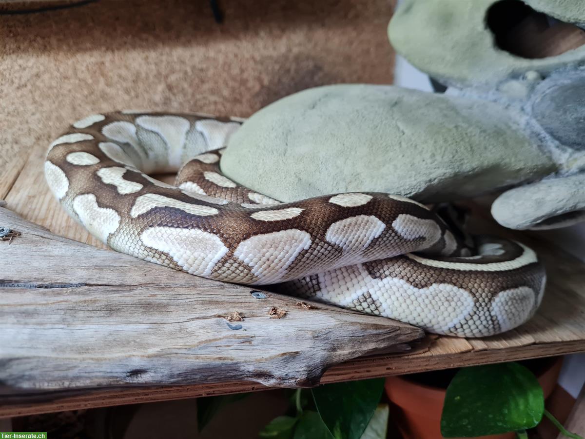 Bild 2: Königspython Weibchen inkl. Terrarium Komplettset