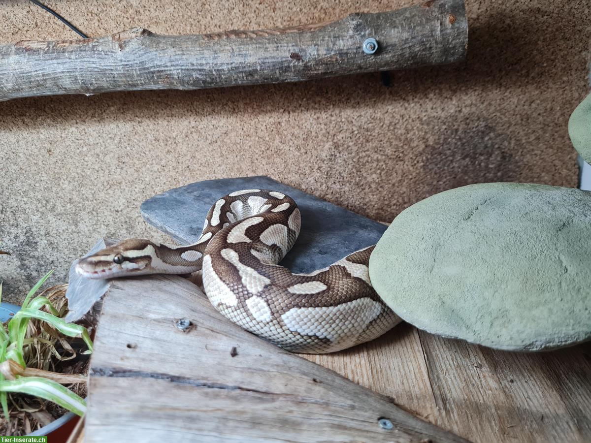 Bild 3: Königspython Weibchen inkl. Terrarium Komplettset