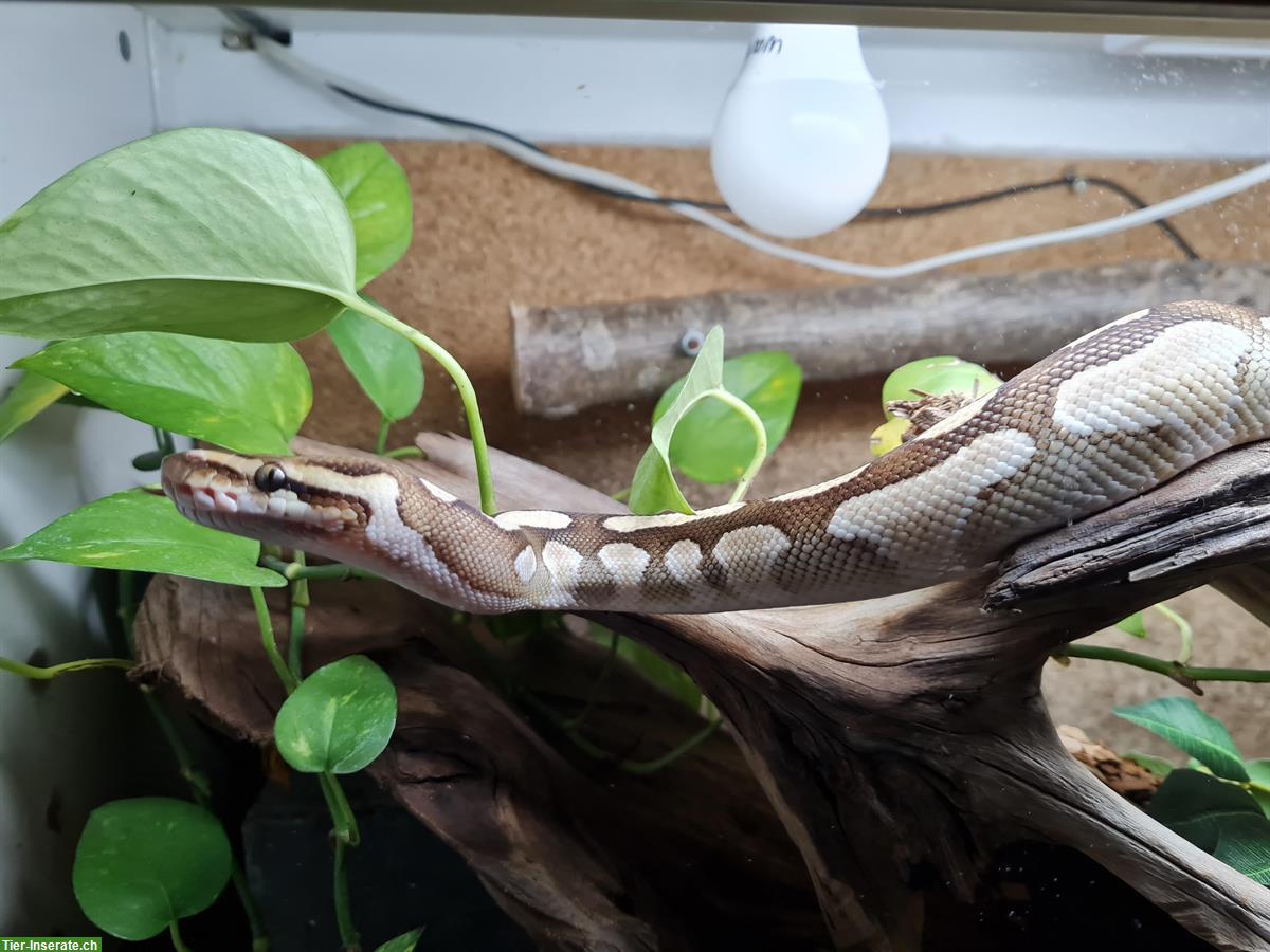 Bild 4: Königspython Weibchen inkl. Terrarium Komplettset