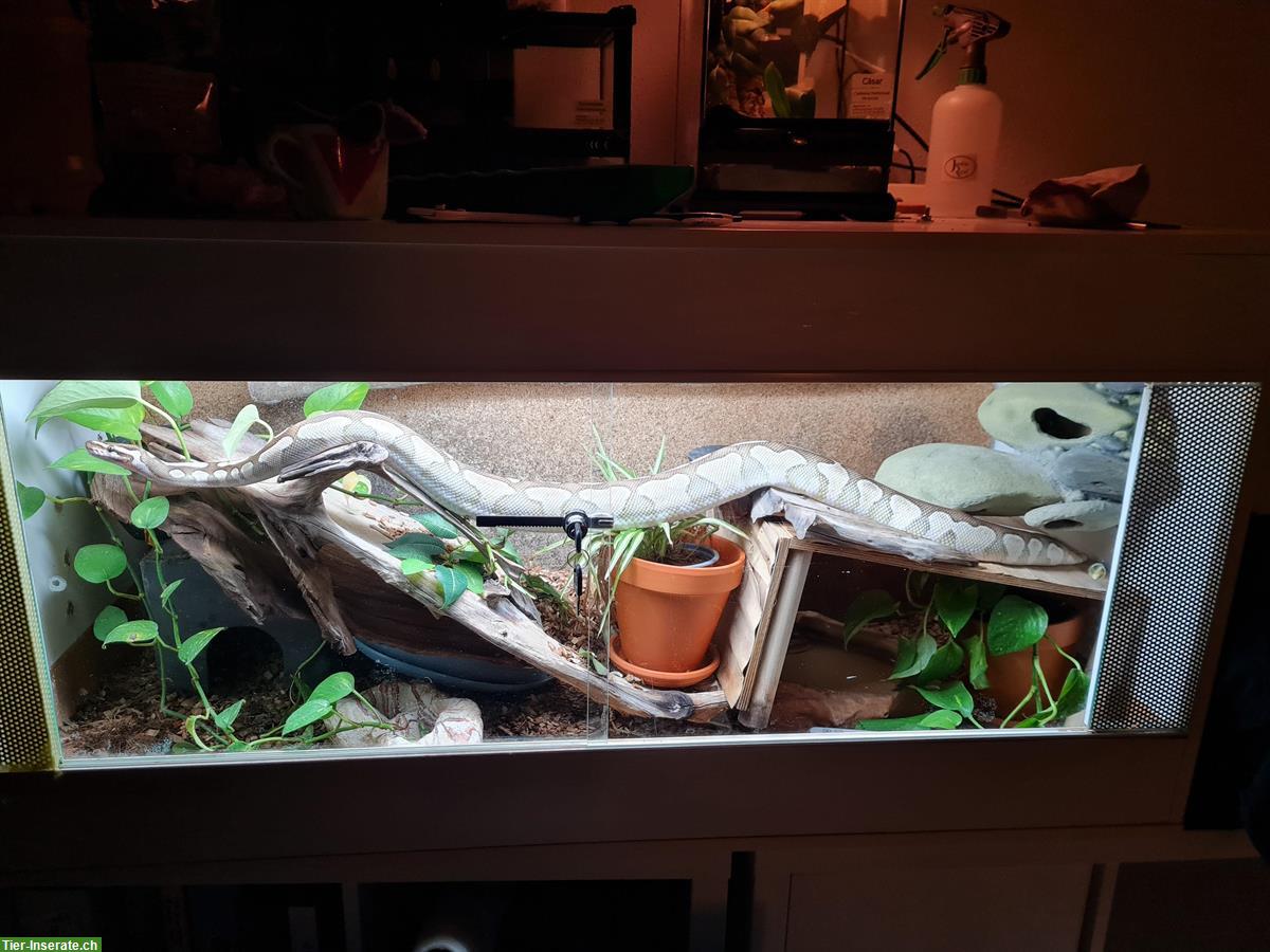 Bild 5: Königspython Weibchen inkl. Terrarium Komplettset