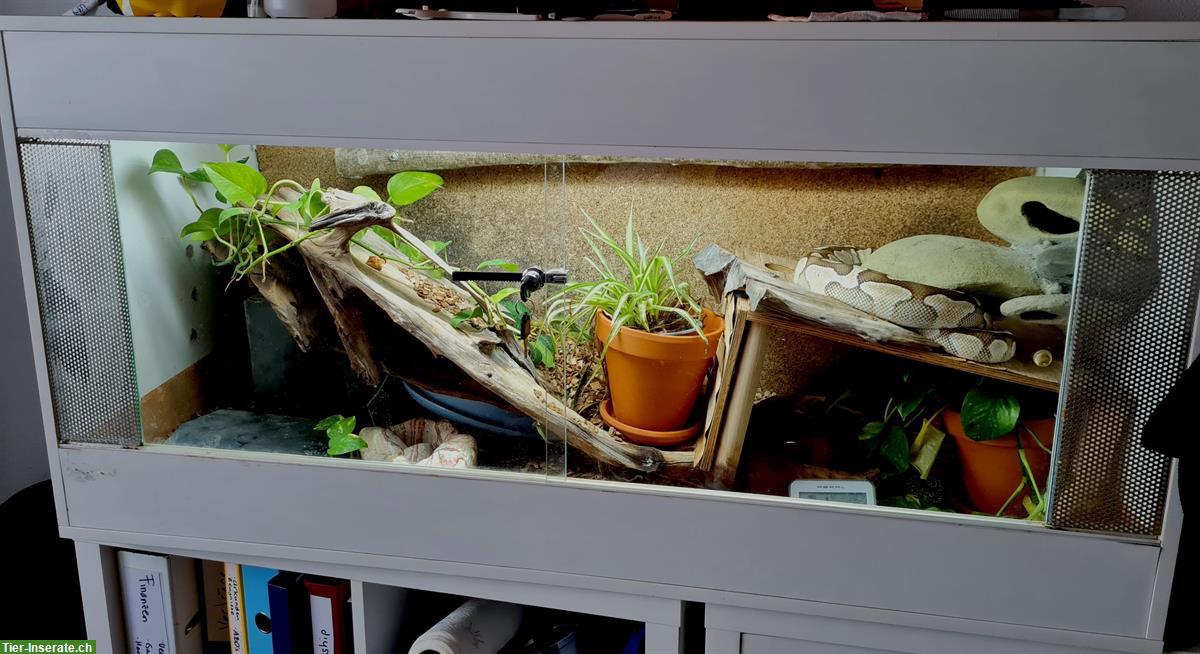 Bild 6: Königspython Weibchen inkl. Terrarium Komplettset
