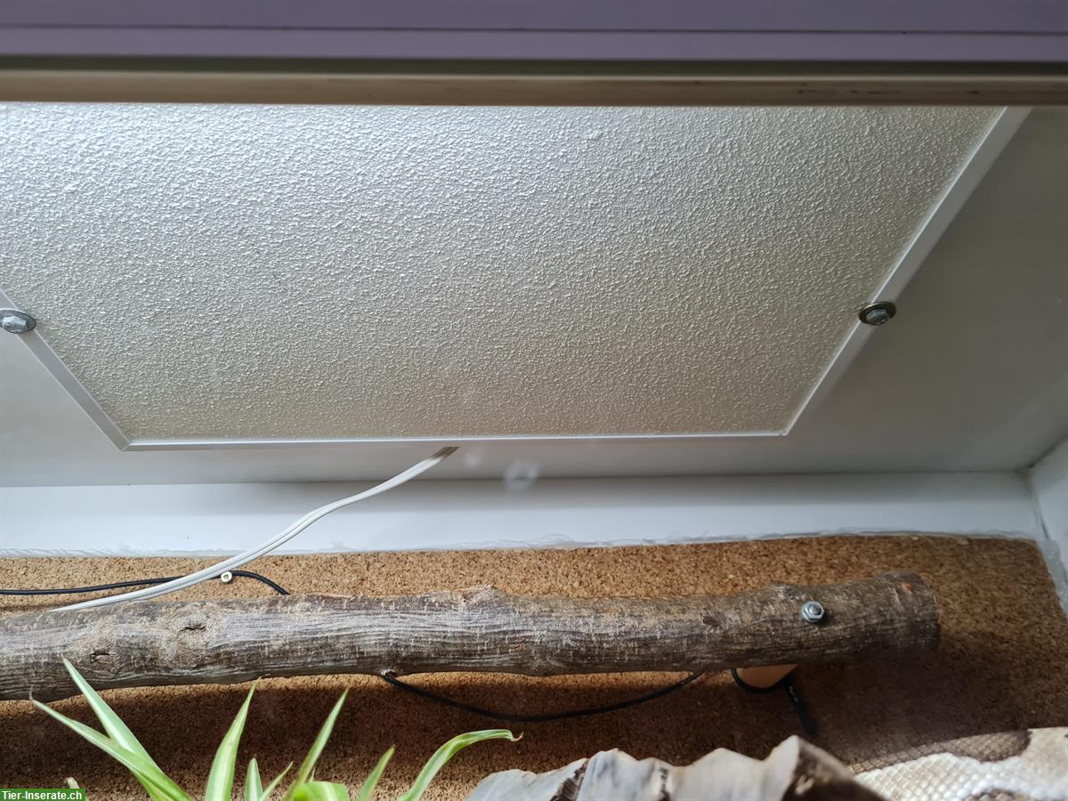 Bild 7: Königspython Weibchen inkl. Terrarium Komplettset