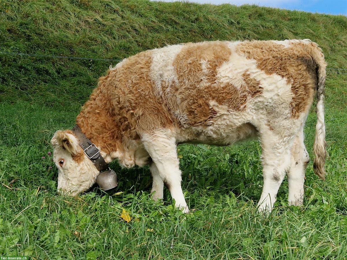 Simmentaler Kuh, tragend, Code 60