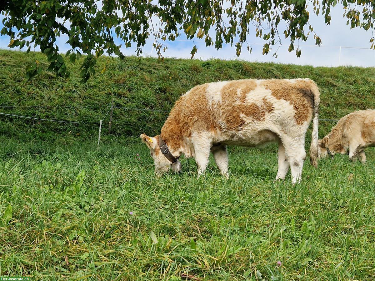 Bild 2: Simmentaler Kuh, tragend, Code 60