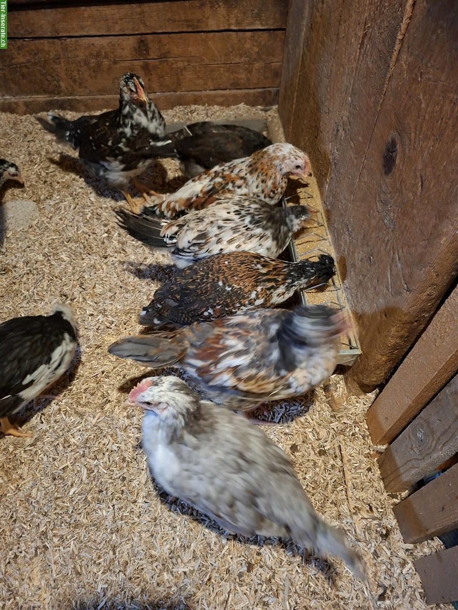 Junge Schwedische Blumenhähne mit schöne Färbung