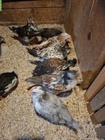 Junge Schwedische Blumenhähne mit schöne Färbung