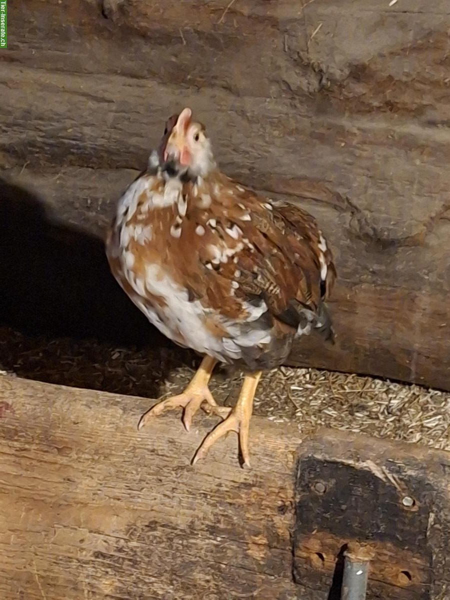 Bild 2: Junge Schwedische Blumenhähne mit schöne Färbung