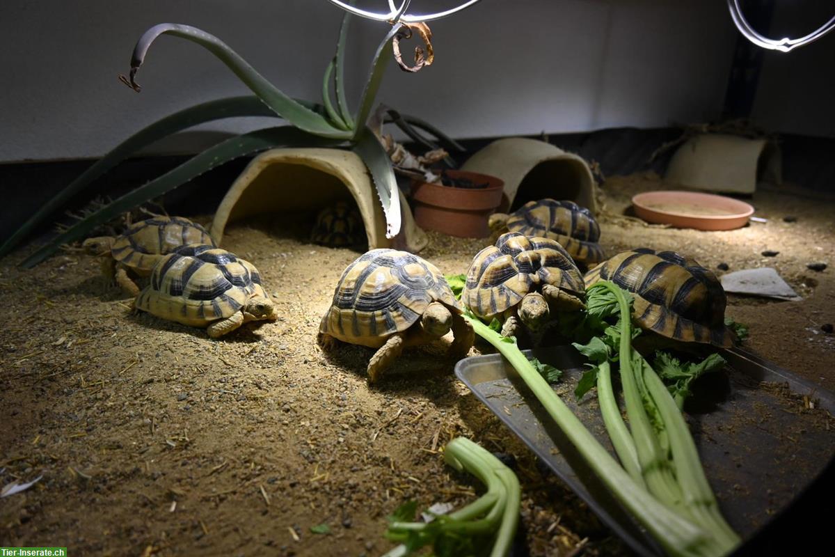 Ägyptische Landschildkröte (Testudo kleinmanni), adulte Gruppe