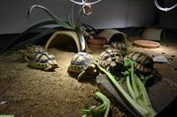 Ägyptische Landschildkröte (Testudo kleinmanni), adulte Gruppe