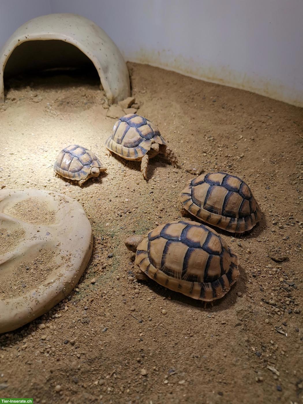 Bild 2: Ägyptische Landschildkröte (Testudo kleinmanni)