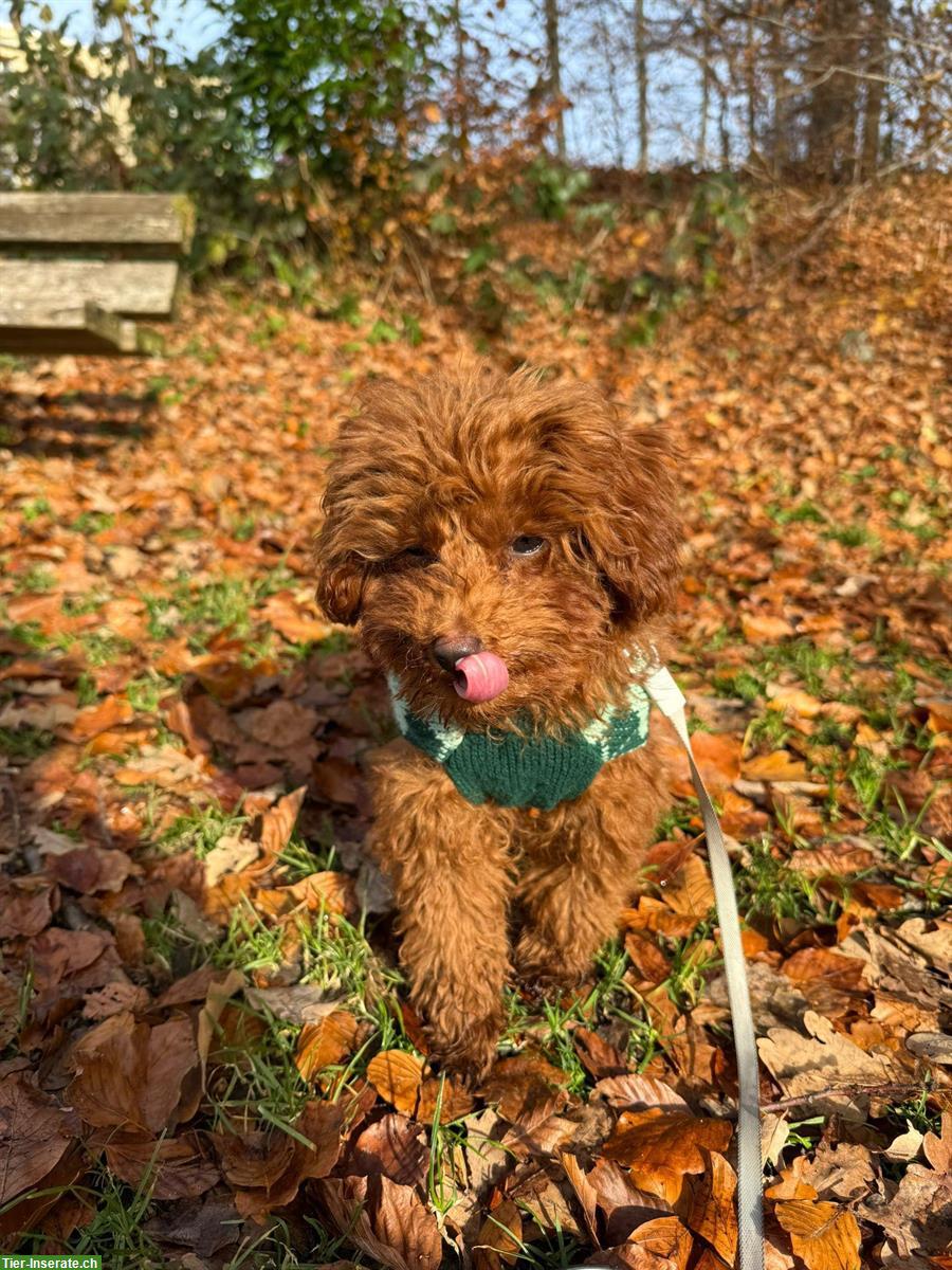 Toy Pudel „Nino“ sucht neues Zuhause