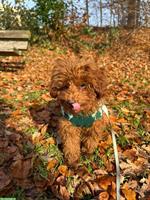 Toy Pudel „Nino“ sucht neues Zuhause