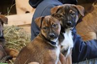 Mischlingswelpen Border x Appenzeller x Malinois