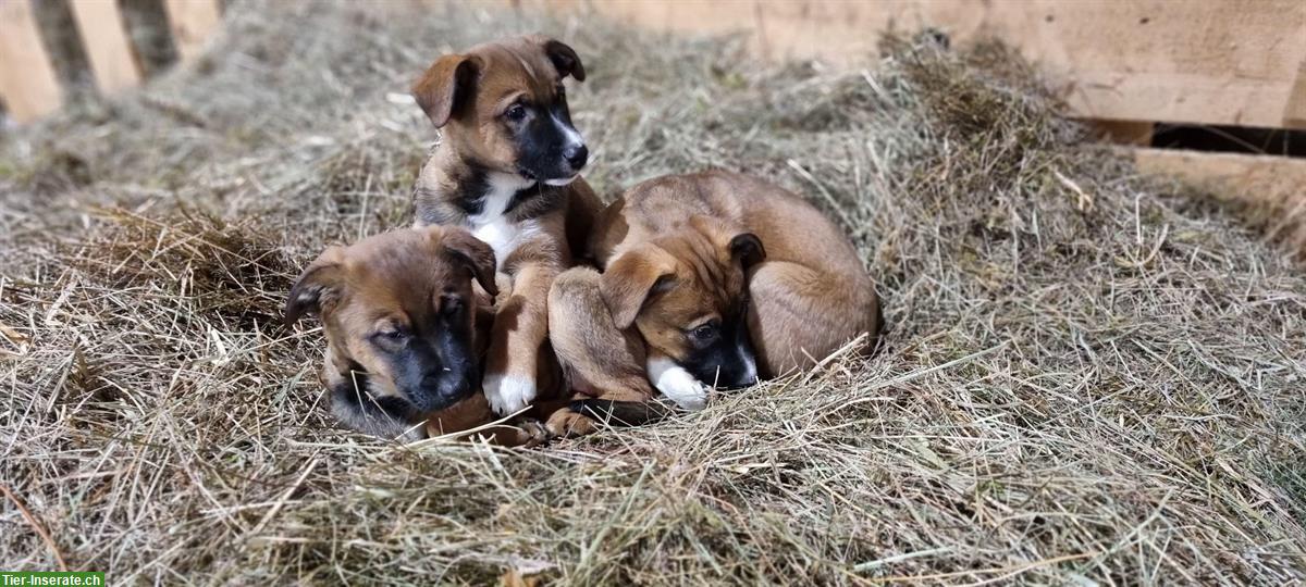 Bild 2: Mischlingswelpen Border x Appenzeller x Malinois