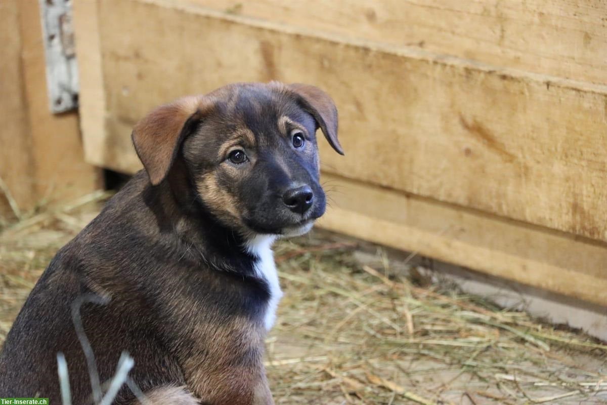 Bild 3: Mischlingswelpen Border x Appenzeller x Malinois