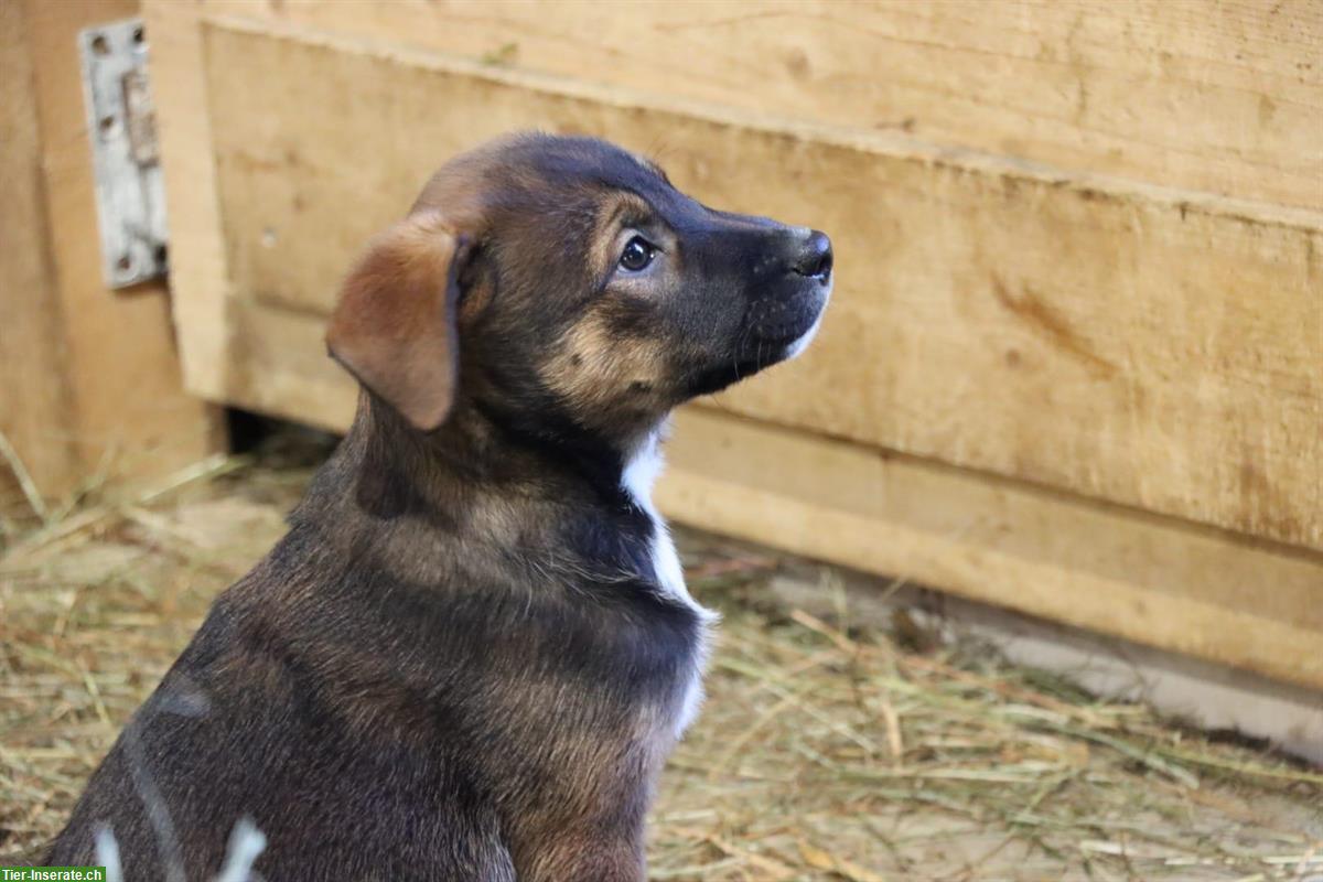 Bild 4: Mischlingswelpen Border x Appenzeller x Malinois