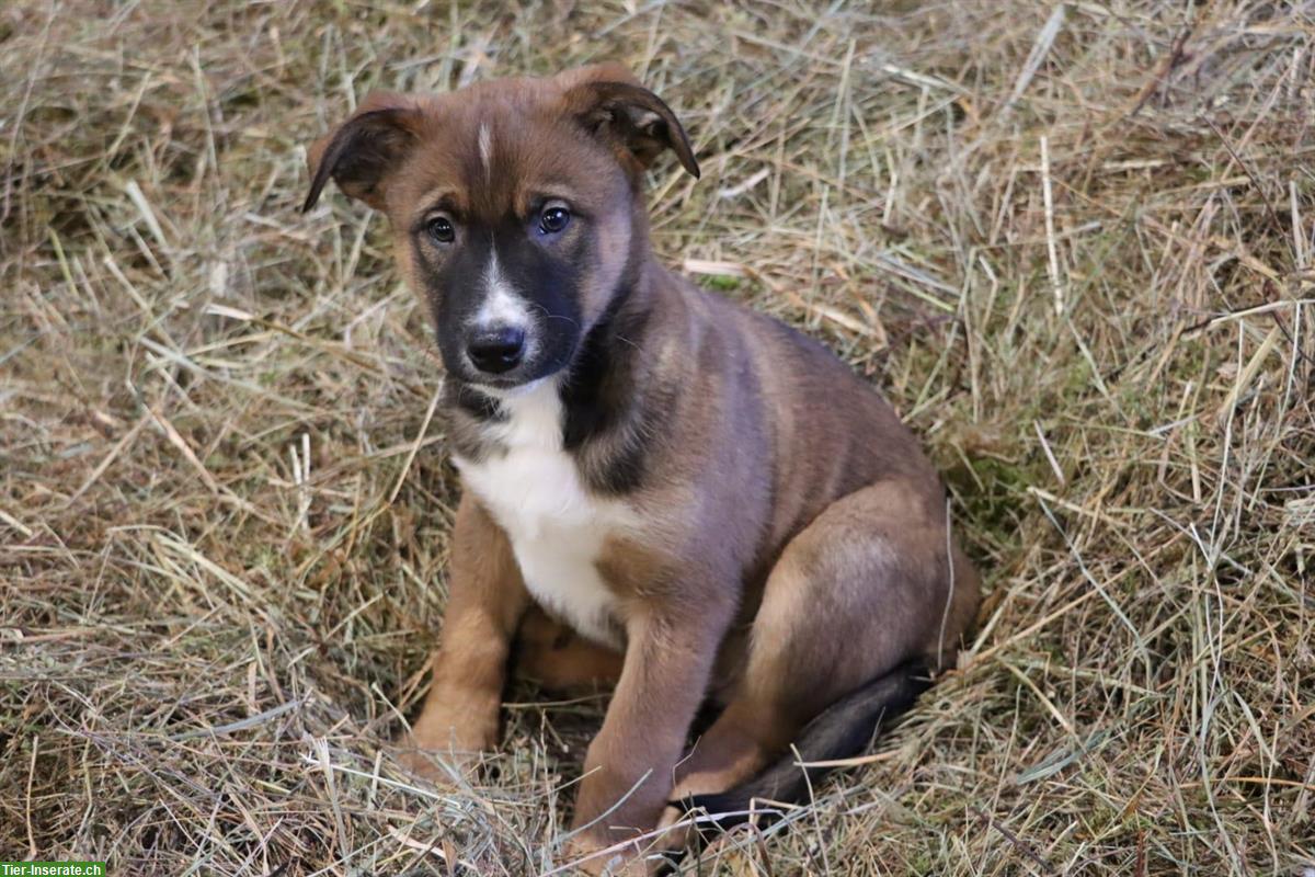 Bild 5: Mischlingswelpen Border x Appenzeller x Malinois