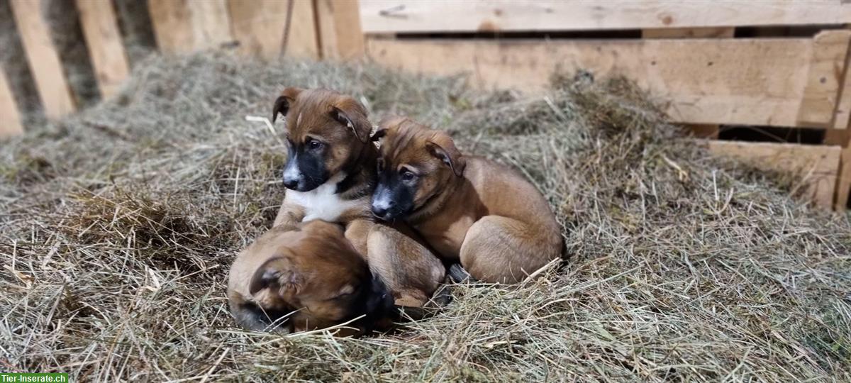 Bild 8: Mischlingswelpen Border x Appenzeller x Malinois