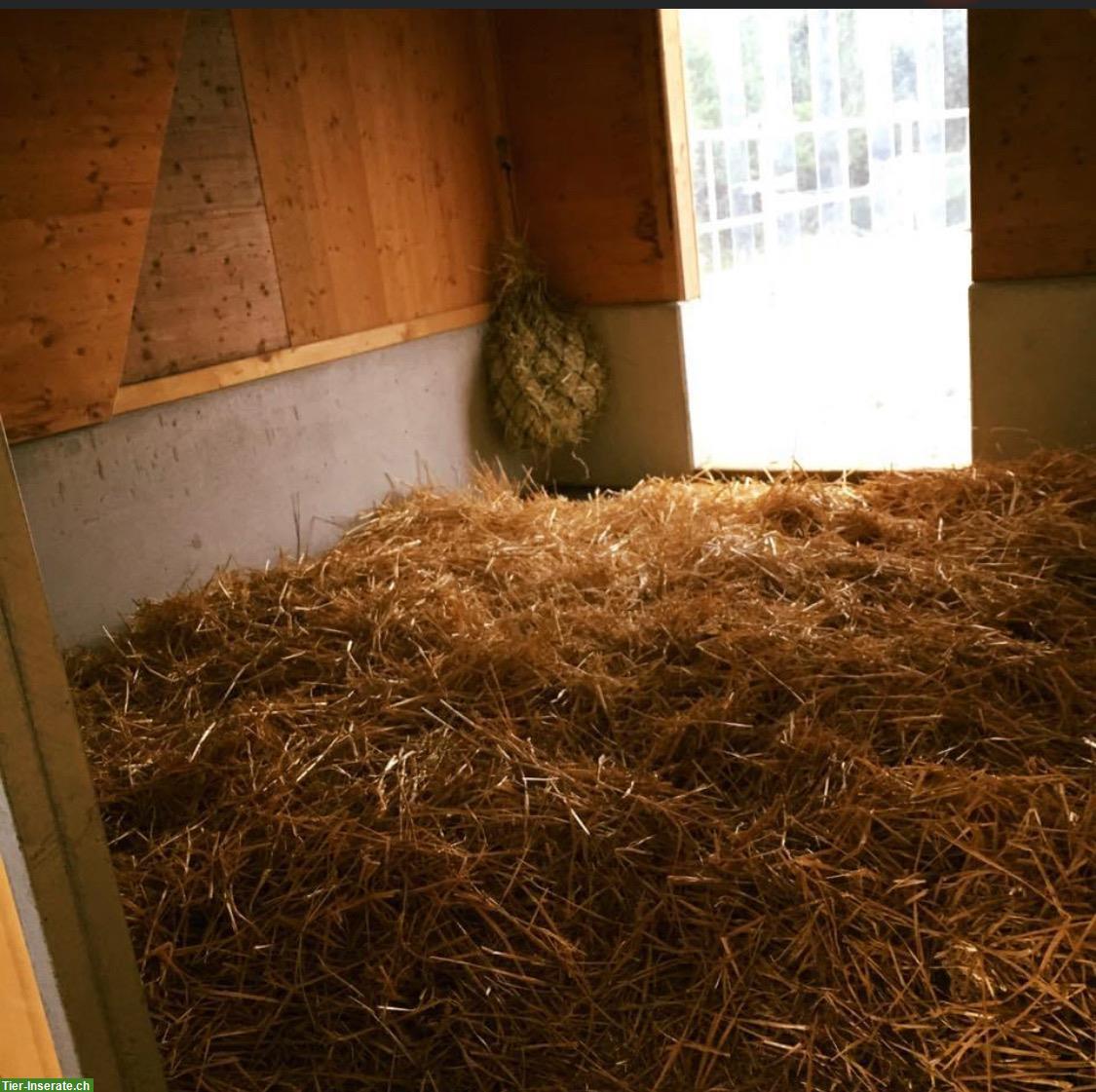 Bild 4: 2 Pferdeboxen mit Auslauf für Selbstversorger, Schupfart AG