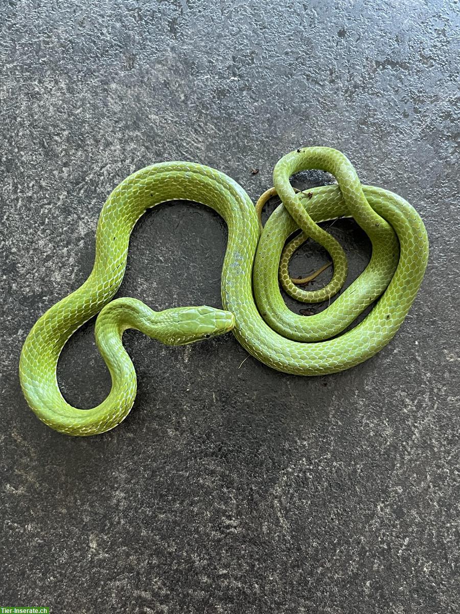 Bild 2: 0.0.4 Elaphe prasina/Gonyosoma prasinum, Grüne Strauchnatter, Vietnam