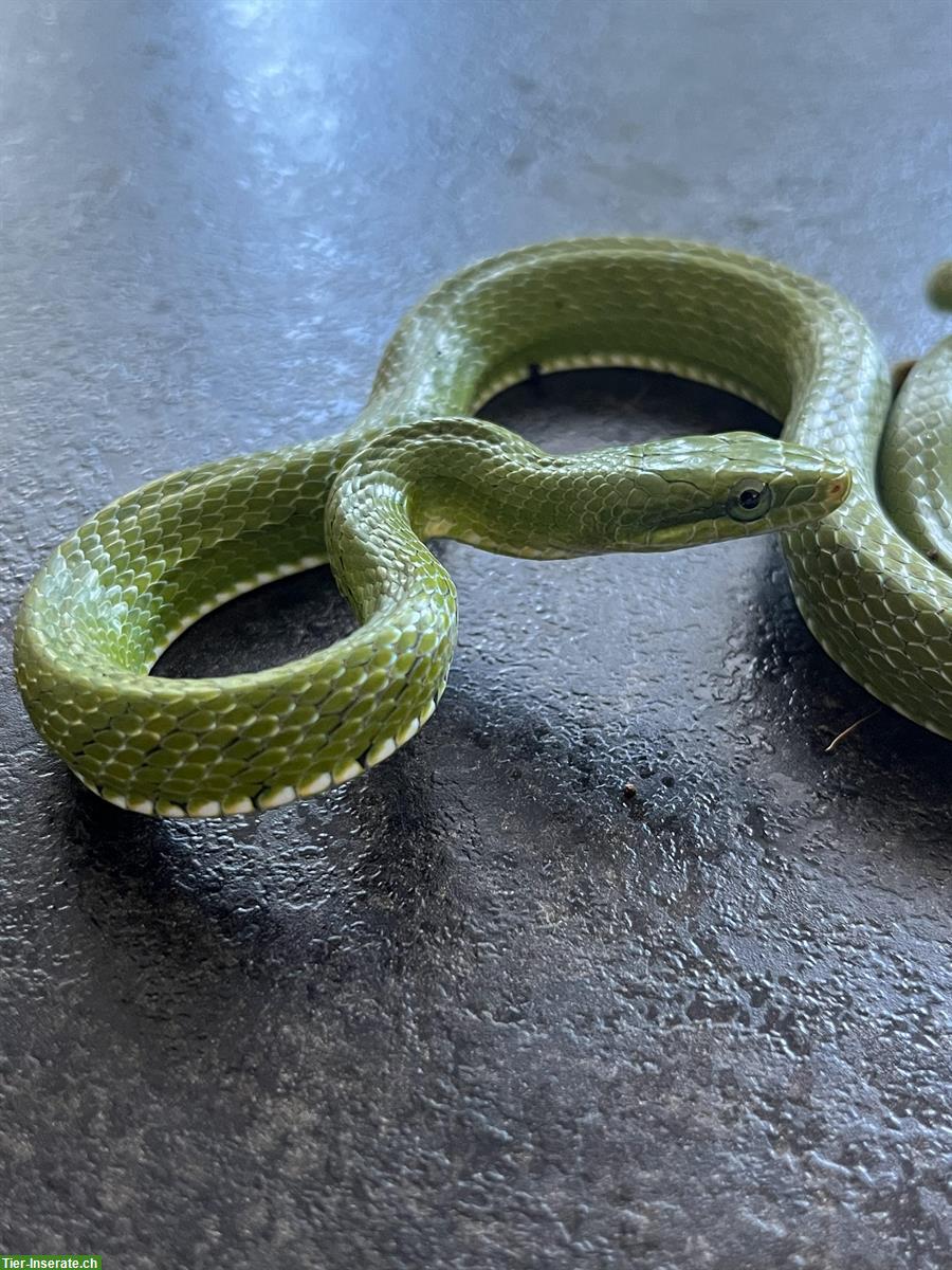 Bild 3: 0.0.4 Elaphe prasina/Gonyosoma prasinum, Grüne Strauchnatter, Vietnam