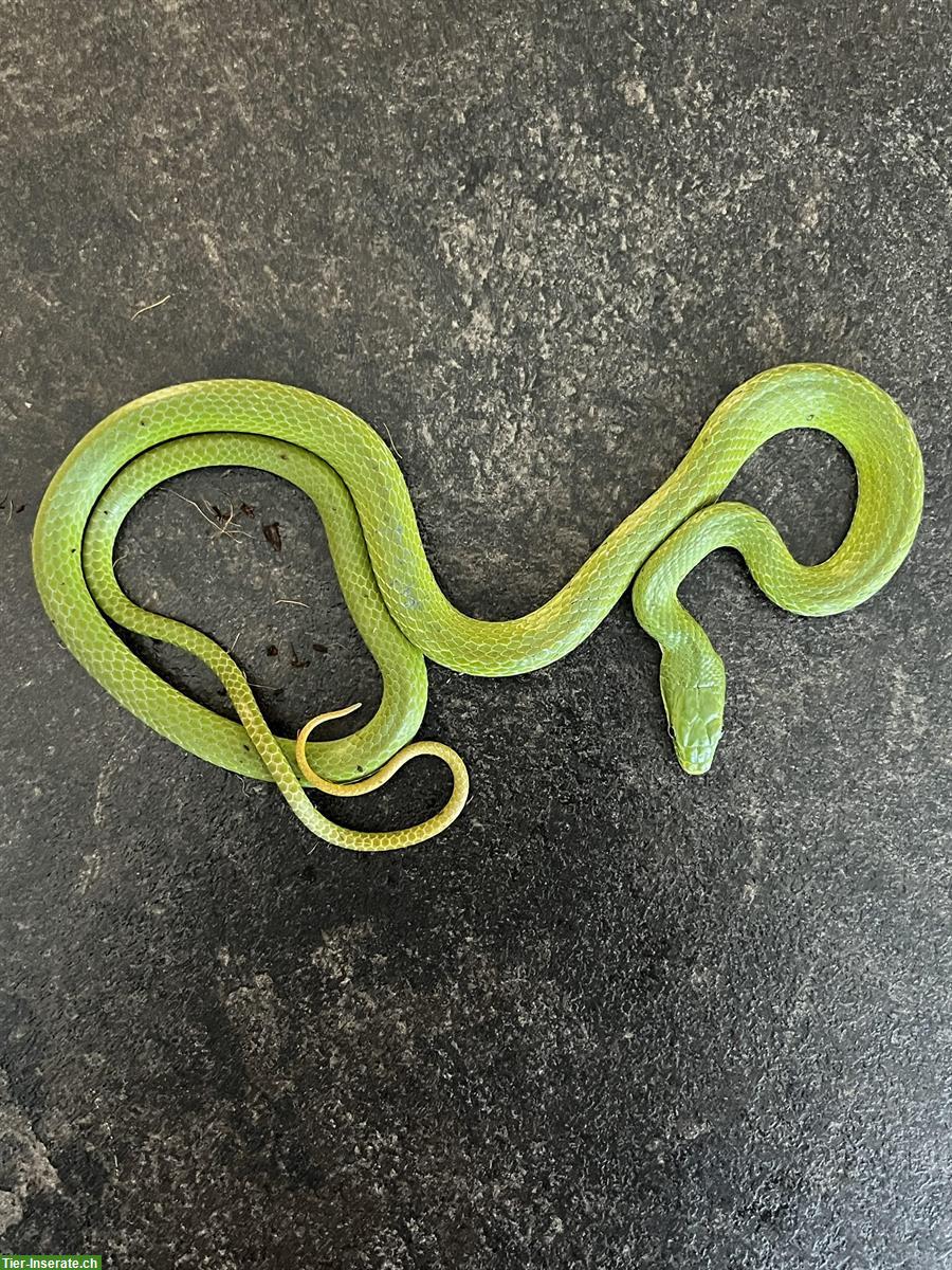 Bild 4: 0.0.4 Elaphe prasina/Gonyosoma prasinum, Grüne Strauchnatter, Vietnam