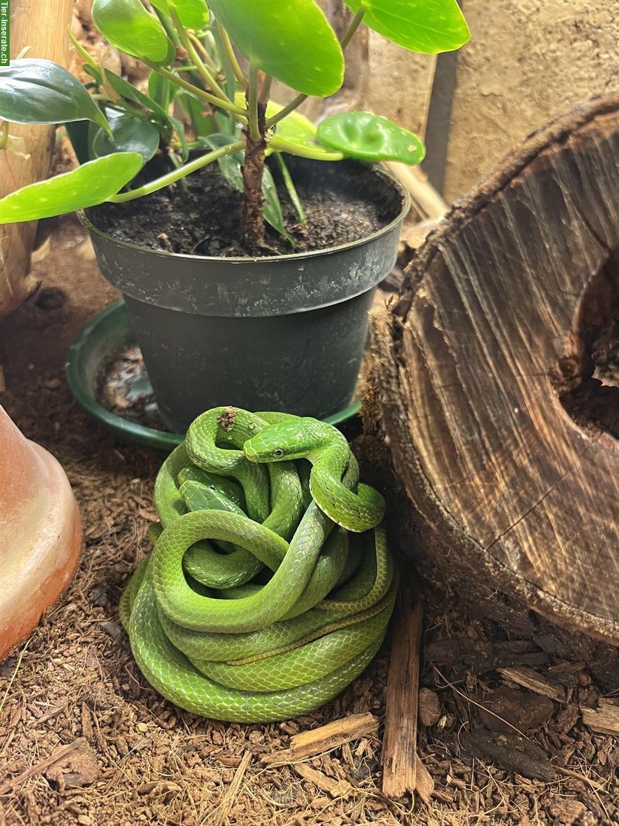 Bild 5: 0.0.4 Elaphe Prasina/Gonyosoma Prasinum, Grüne Strauchnatter, Vietnam