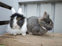 Löwenkopf Zwergkaninchen Paar (m/w)