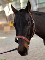 Allround Ponystute für Kinder, Jugendliche, kleine Erwachsene