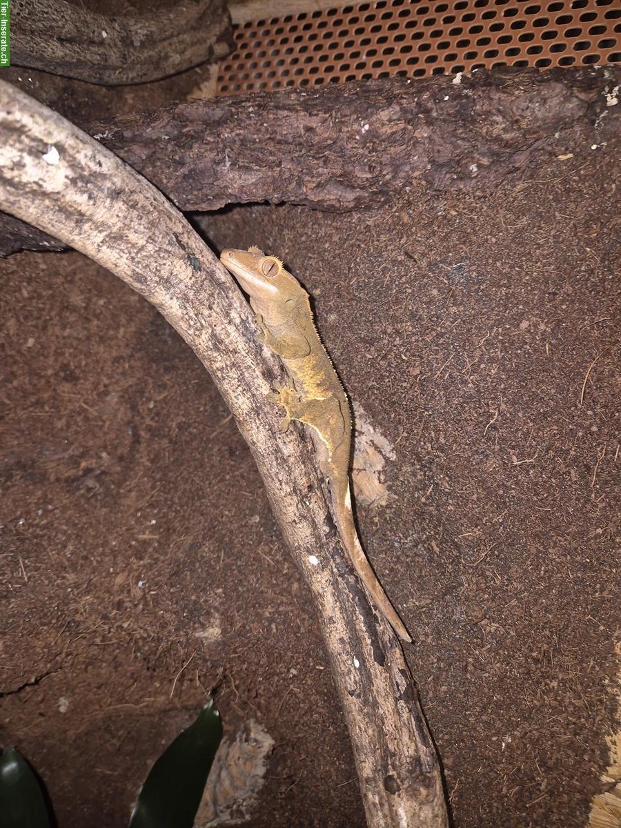 Bild 2: Kronengecko Flame Pinstripe, männlich