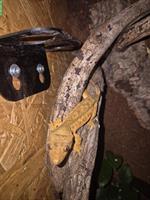 Kronengecko Harlequin Flame (Yellow Harlequin), männlich