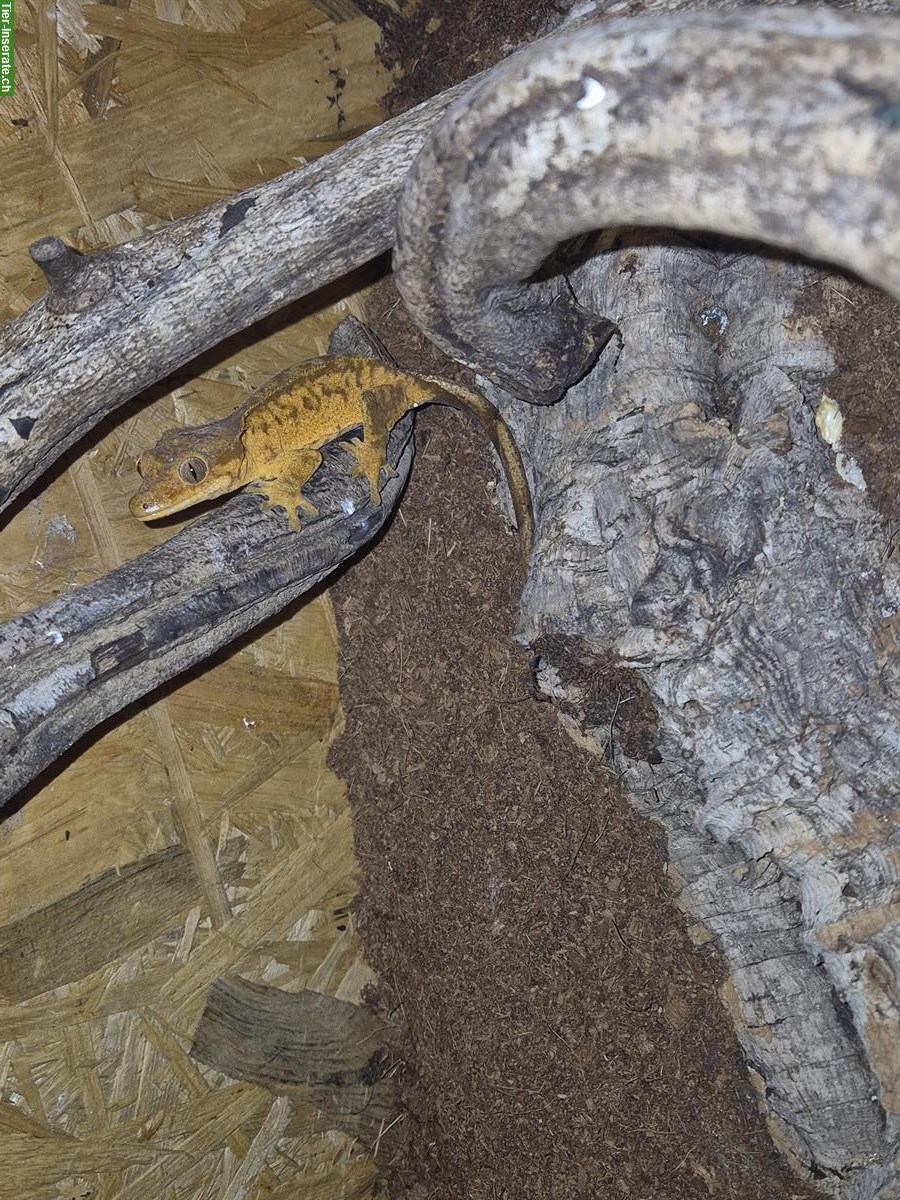 Bild 2: Kronengecko Harlequin Flame (Yellow Harlequin), männlich