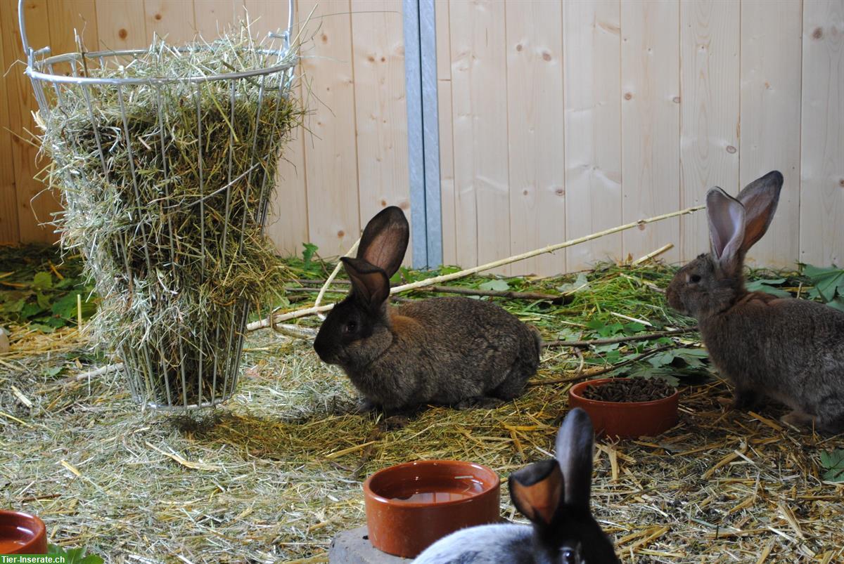 Belgische Riesen Zibbe vom April 2025