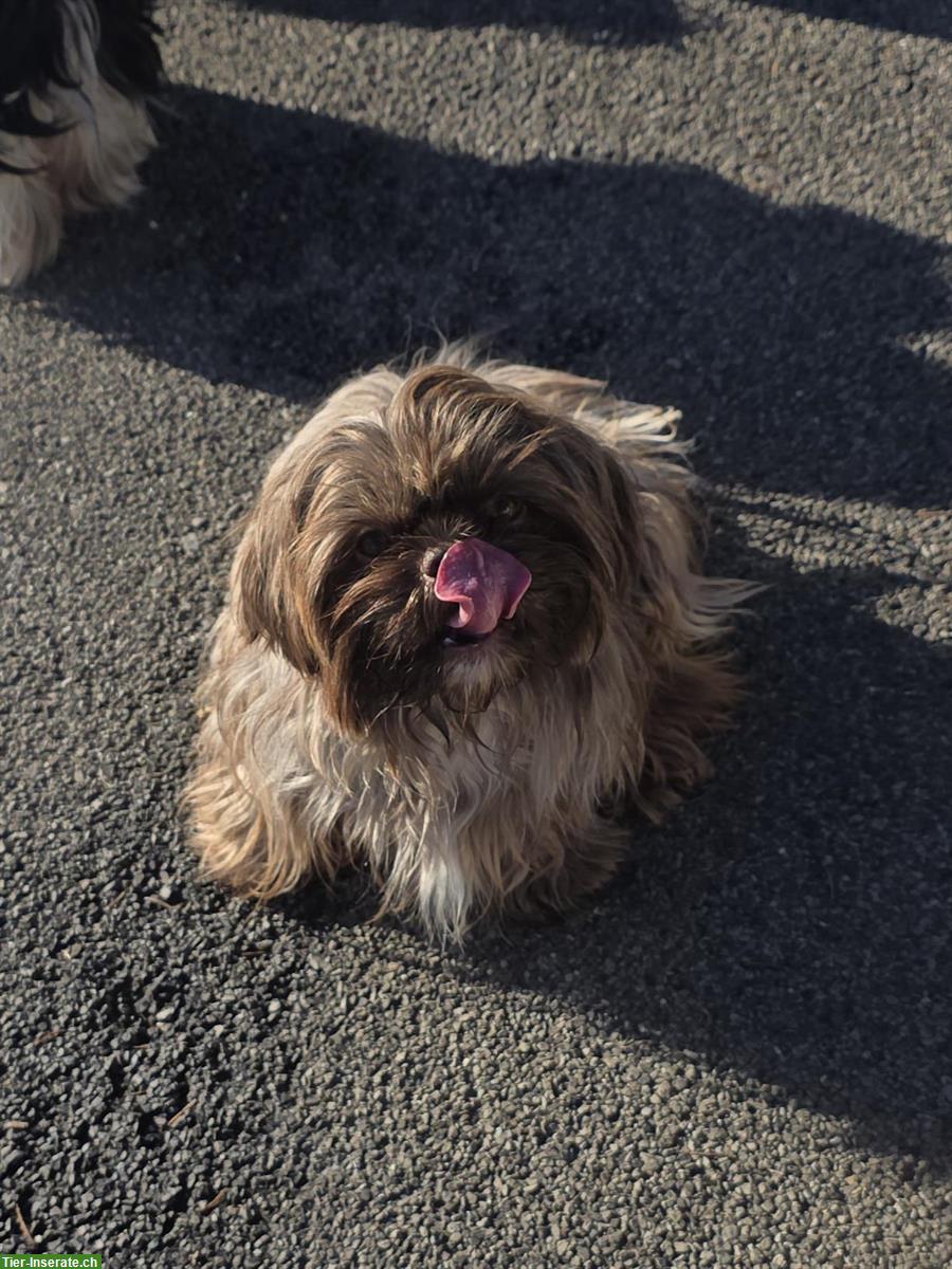Anhängliche Shih Tzu Hündin, kastriert