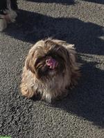 Anhängliche Shih Tzu Hündin, kastriert