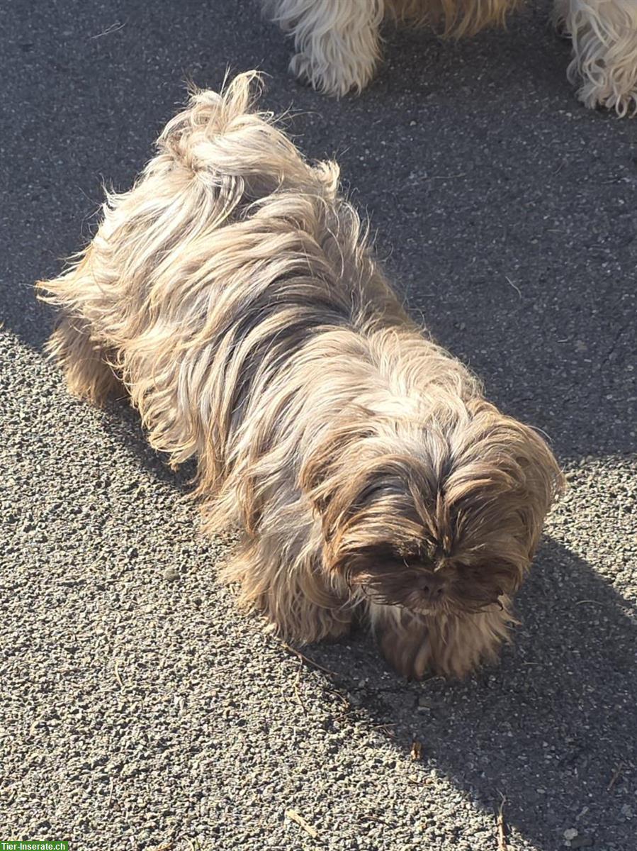 Bild 2: Anhängliche Shih Tzu Hündin, kastriert