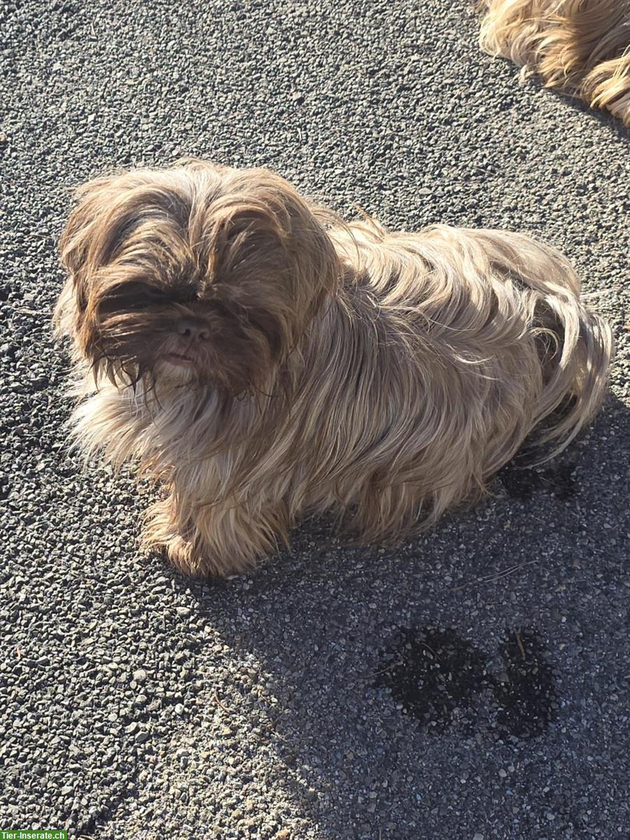Bild 3: Anhängliche Shih Tzu Hündin, kastriert