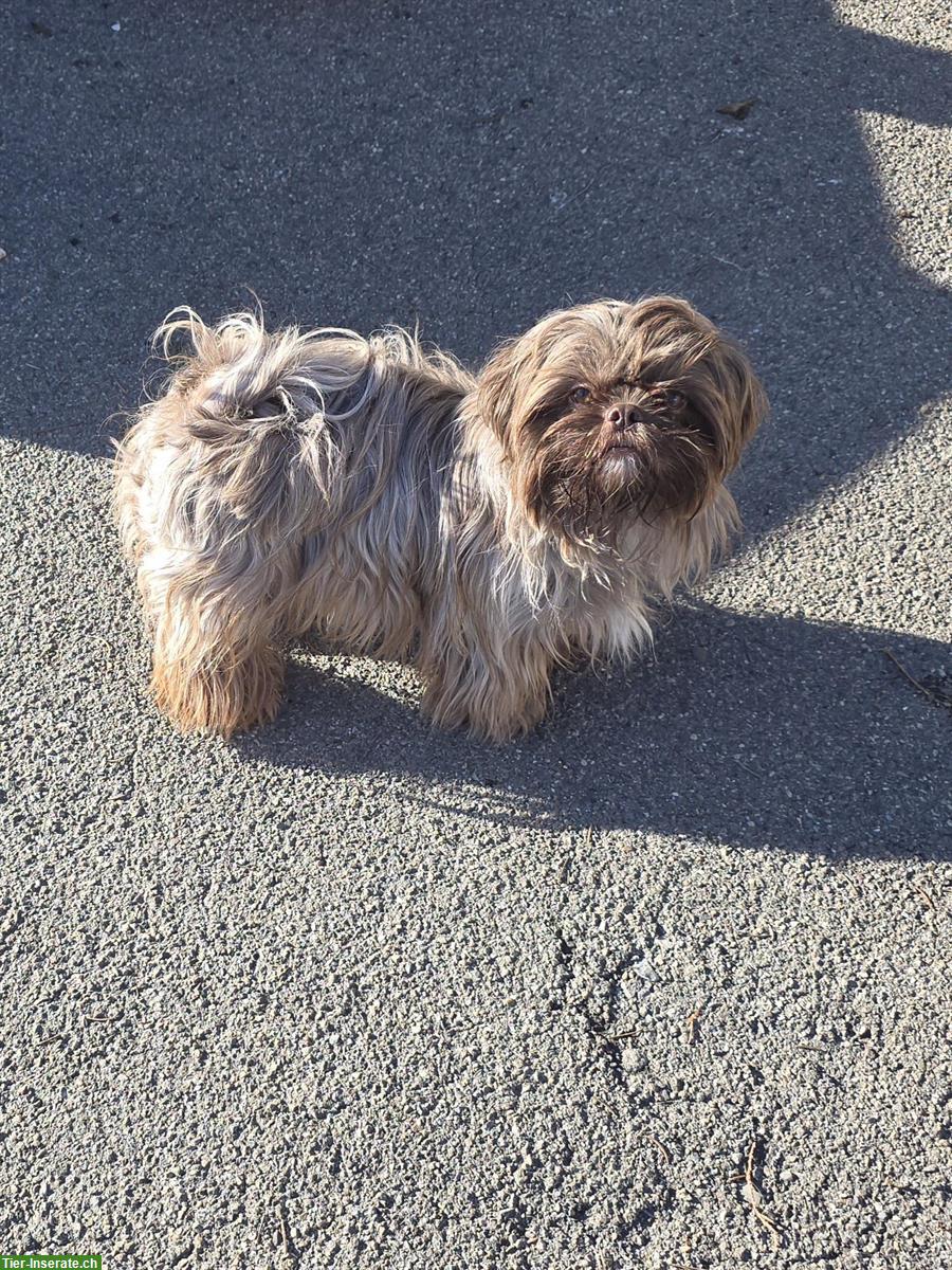Bild 4: Anhängliche Shih Tzu Hündin, kastriert