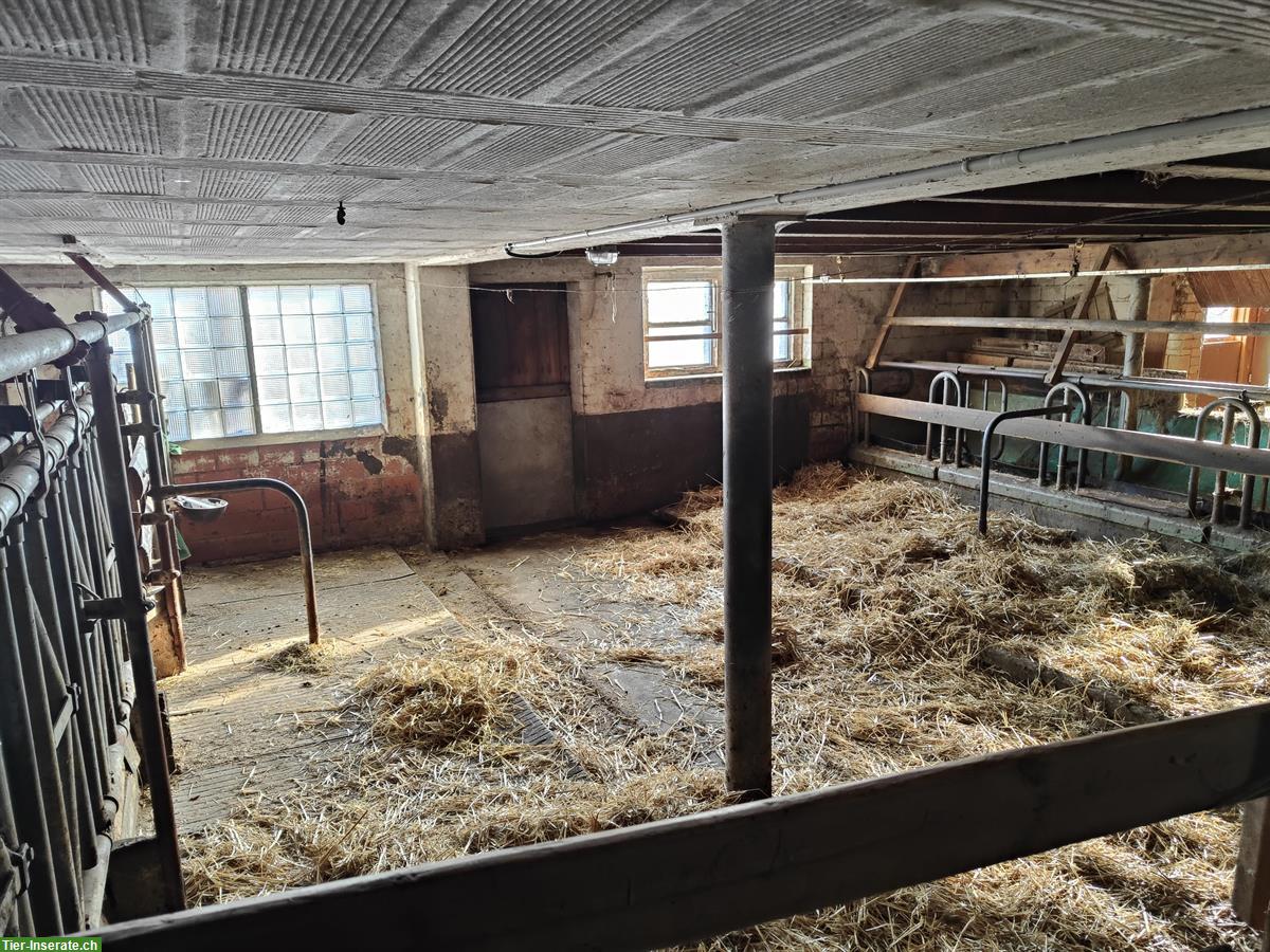 Bild 2: Leerer Rinderstall mit Weide zu vermieten in Grossaffoltern BE