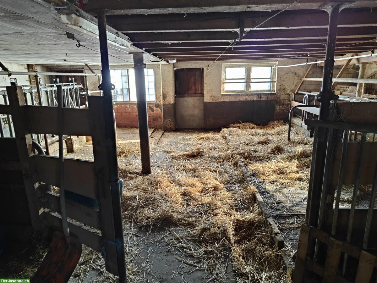 Bild 3: Leerer Rinderstall mit Weide zu vermieten in Grossaffoltern BE