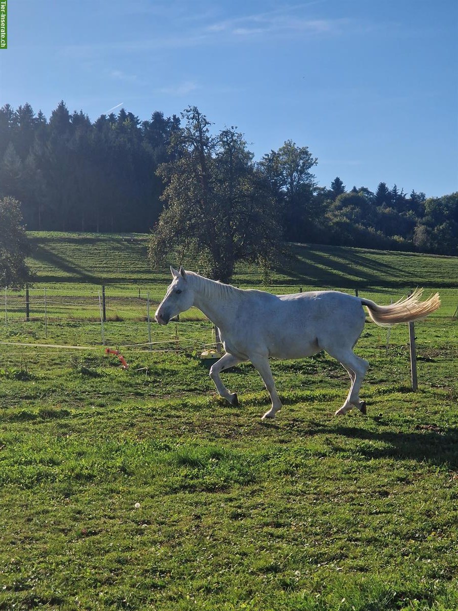 Liebevolle Reit-/Pflegebeteiligung gesucht für ruhige Stute 🐴