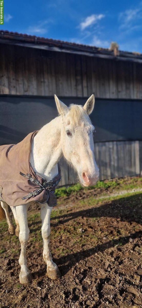 Bild 2: Liebevolle Reit-/Pflegebeteiligung gesucht für ruhige Stute 🐴