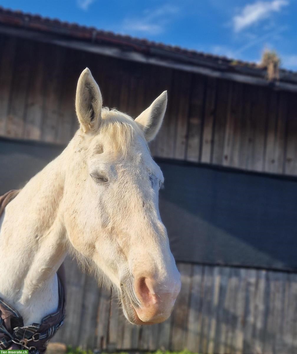Bild 3: Liebevolle Reit-/Pflegebeteiligung gesucht für ruhige Stute 🐴