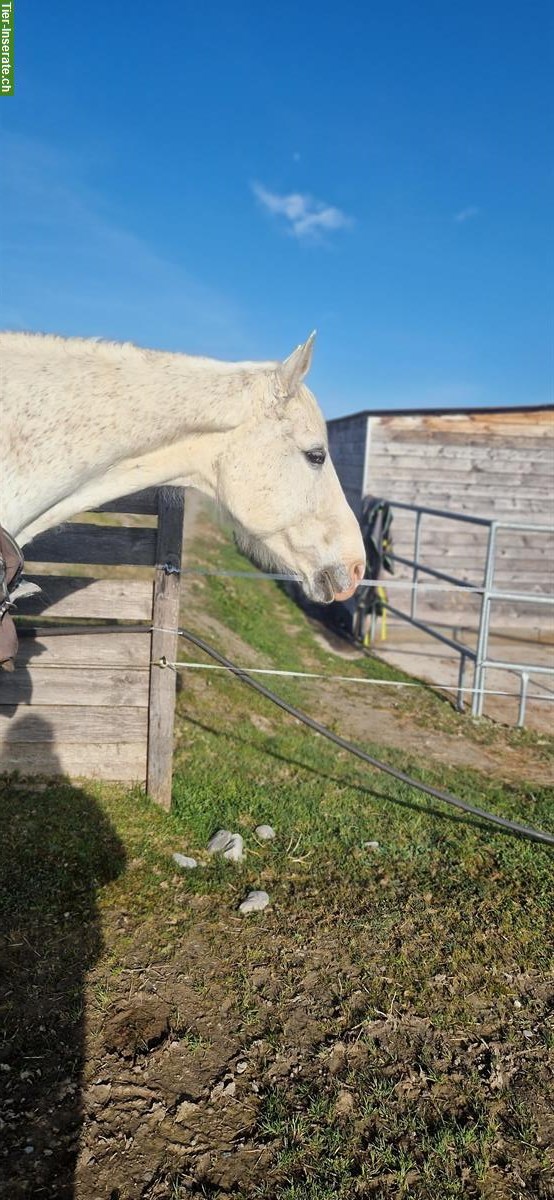 Bild 4: Liebevolle Reit-/Pflegebeteiligung gesucht für ruhige Stute 🐴